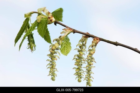 Blossoms of the European hornbeam (Carpinus betulus), Emsland, Lower Saxony, Germany-stock-foto