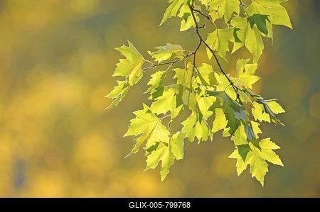 Branch, leaves, foliage-stock-foto