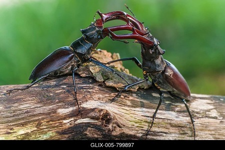 Two fighting Stag beetle ( Lucanus cervus) on an oak trunk, Damme, Lower Saxony, Germany-stock-foto