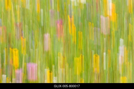 Summer meadow, flower meadow, abstract image-stock-foto