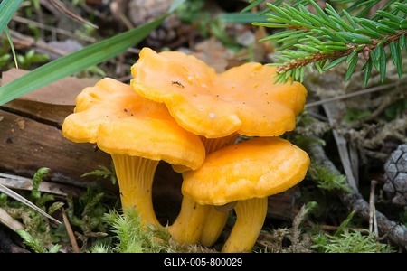 Golden Chanterelles or Chanterelles (Cantharellus cibarius), Gurgltal valley, Tyrol, Austria-stock-foto