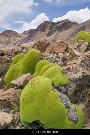 Yareta or Llareta cushion plant (Azorella compacta), Putre, Arica and Parinacota Region, Chile-stock-foto