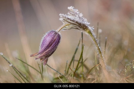Pasque flower (Pulsatilla vulgaris), Hesse, Germany-stock-foto