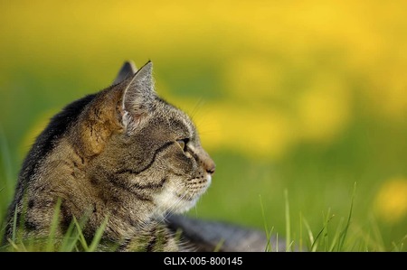 Domestic cat, European Shorthair, in Dandelion meadow (Taraxacum)-stock-foto