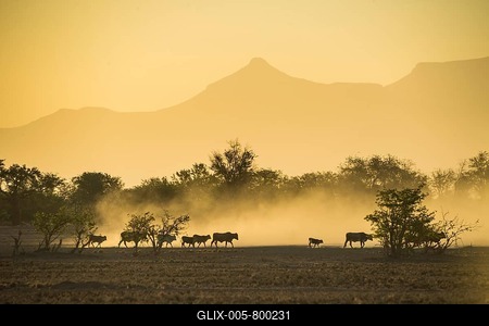 Silhouettes of cattle, herd walking in dusty savannah at sunset, Damaraland, Namibia-stock-foto