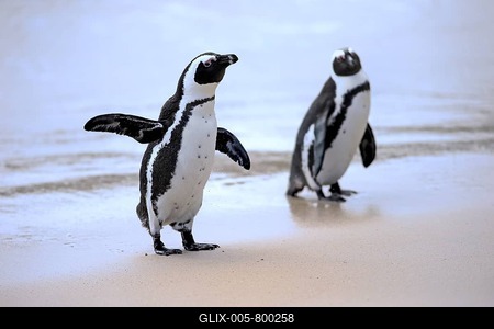 African Penguins or Jackass Penguins (Spheniscus demersus), pair on the beach, Boulders Beach, Simon's Town, Western Cape, South Africa-stock-foto