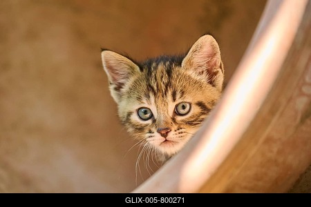 Bengal cat, domestic cat, kitten in a plant pot, Bavaria, Germany-stock-foto