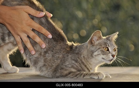Love of animals, hands stroking tabby cat, Dolcedo, Riviera dei Fiori, Liguria, Italy, Europe-stock-foto