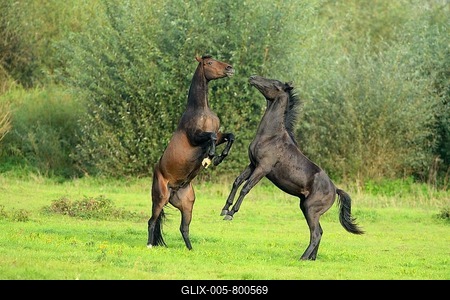 Two young horses fighting, Rheinberg, North Rhine-Westphalia, Germany-stock-foto