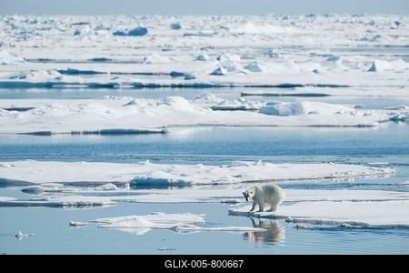 Polar bear (Ursus maritimus), Mother with Two Cubs in Water, North East Greenland Coast, Greenland, Arctic-stock-foto
