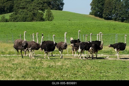 Common ostriches (Struthio camelus) on ostrich farm, captive, Rosenheim, Bavaria, Upper Bavaria, Germany-stock-foto
