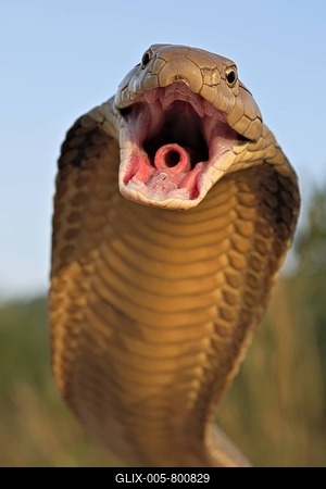 King Cobra (Ophiophagus hannah), Krabi Province, Thailand-stock-foto