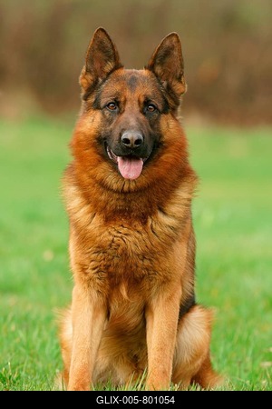 German Shepherd Dog, Germany-stock-foto