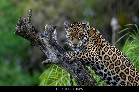 Jaguar (Panthera onca) with radio collar on gnarled tree trunk, captive, Conservation Land Trust breeding station, Iberá Project, Esteros del Iberá, San Alonso Island, Corrientes Province, Argentina-stock-foto