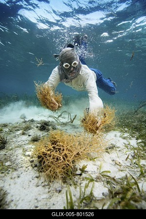 Philippine diver harvests seaweed, Philippines.-stock-foto