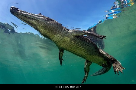 American crocodile (Crocodylus acutus), underwater, swimming close to surface, Republic of Cuba, Caribbean Sea, Central America-stock-foto