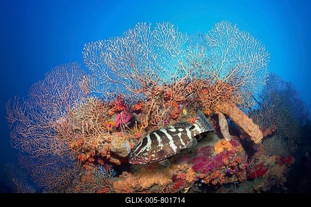 Nassau grouper (Epinephelus striatus) in front of coral wall with deep-sea gorgonian (Inciligorgia schrammi), brown tube sponge (Agelas conifera) and orange (Tubastrea coccinea) calyx coral, Caribbean Sea, Santiago de Cuba, Santiago de Cuba Province, Cuba, West Indies, Caribbean Sea-stock-foto