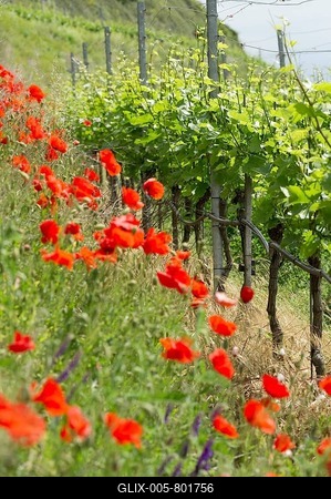 Organic vineyard near Ihringen, Kaiserstuhl mountain range, Baden-Wuerttemberg, Germany, Europe-stock-foto