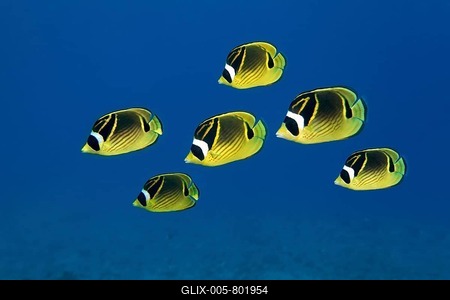 Shoal of Raccoon Butterflyfish (Chaetodon lunula), Bora Bora, Leeward Islands, Society Islands, French Polynesia, France-stock-foto