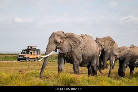 African elephant (Loxodonta africana), herd in Longinye swamp with cow herons (Bubulcus ibis), rear land cruiser safari vehicle with tourists, Amboseli National Park, Rift Valley Province, Kenya-stock-foto