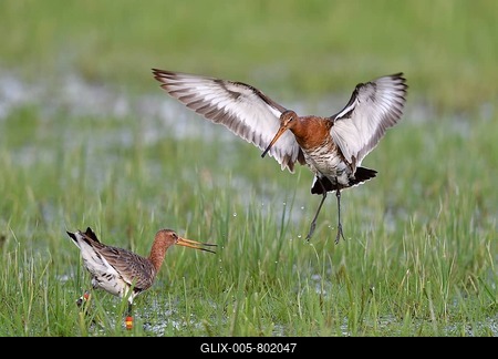 Fighting black-tailed godwits (Limosa limosa) in meadow, Dümmer-See, Mecklenburg-Western Pomerania, Germany-stock-foto