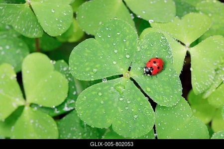 Seven-spot ladybird on clover, Switzerland-stock-foto