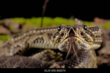 Cascabel Rattlesnake (Crotalus durissus terrificus) Captive. America-stock-foto