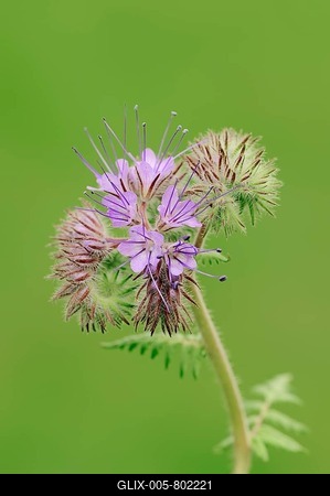 Lacy Phacelia (Phacelia tanacetifolia), flowers, North Rhine-Westphalia, Germany-stock-foto