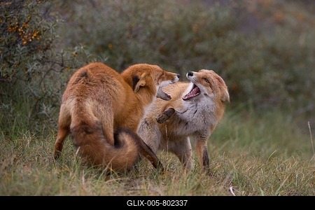 Red foxes (Vulpes vulpes), two foxes fighting, North Holland, The Netherlands-stock-foto