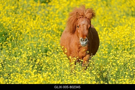 Shetland pony on a field of blooming buttercup (Ranunculus sp.), Maschwanden, Switzerland, Europe-stock-foto