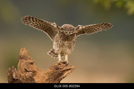 Little owl (Athene noctua) sits on tree stump, direct look, flapping wings, Rhineland-Palatinate, Germany-stock-foto