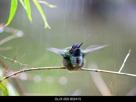 Magnificent Hummingbird (Eugenes fulgens), male, taking a bath in the rain, Cerro de la Muerte, Costa Rica, Central America-stock-foto
