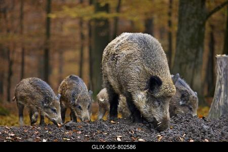 Wild boar (Sus scrofa) with piglets digging up food in the soil with its snout in autumn forest in the Belgian Ardennes, Belgium-stock-foto
