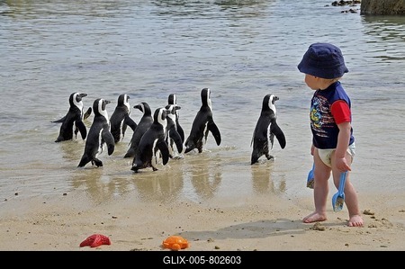 African Penguins (Speniscus demersus) and a small boy at Boulders Beach, Simon's Town, Western Cape Province, South Africa-stock-foto
