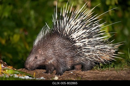 Malayan or Himalayan porcupine (Hystrix brachyura), Kaeng Krachan, Petchaburi, Thailand-stock-foto