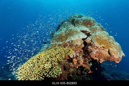 Coral block with fish warm Blue coral (Leptojulis cyanopleura), juvenile form, Acropora coral (Acropora selago) in front, Porites coral, (Porites lobata), stony coral, Great Barrier Reef, Unesco World Heritage Site, Coral Sea, Coral Sea, Pacific, Cairns, Queensland, Australia-stock-foto