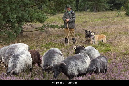 Shepherd with sheepdogs and flock on the heath near Wilsede, Luneburg Heath, Lower Saxony, Germany, Europe-stock-foto