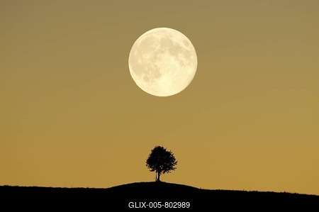 Tree on a hill under a full moon, Hirzel, Switzerland, Europe-stock-foto