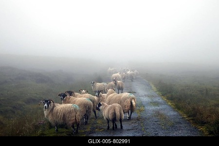 Sheep on road, single track, single track road, puddles, rain, ramasaig, isle of skye, skye, inner hebrides, hebrides, highlands, highlands, scotland, uk-stock-foto