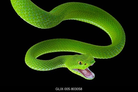 Large-eyed pitviper (Trimeresurus macrops), female with open mouth, captive, Maldives-stock-foto
