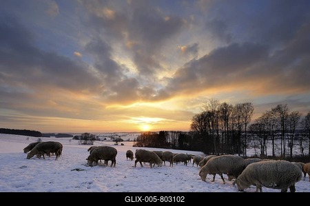 Winter landscape with herd of sheep at sunset, Mindelheim, Unterallgaeu, Bavaria, Germany, Europe-stock-foto