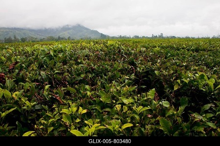 Coffee plantation (Coffea arabica), near Mount Hagen, Western Highlands Province, Papua New Guinea-stock-foto