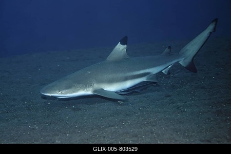 Blacktip reef shark (Carcharhinut melonopterus) with Slender Suckerfish (Echeneis naucrates), swims along sandy ground, Tulamben, Bali, Indonesia, Indian Ocean-stock-foto