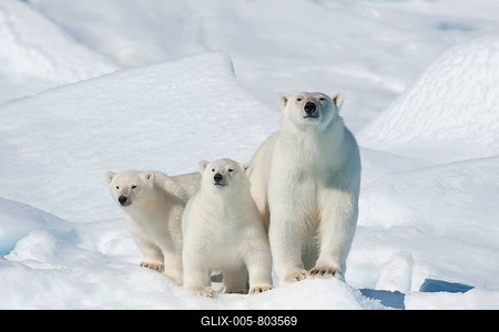 Polar bear (Ursus maritimus), animal mother with Two Cubs, North East Greenland Coast, Greenland, Arctic-stock-foto