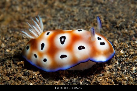 Leopard Chromodoris (Chromodoris leopardus) on the sandy ocean floor, Great Barrier Reef, UNESCO World Natural Heritage Site, Pacific Ocean, Queensland, Australia-stock-foto