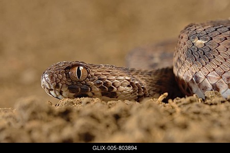Carpet viper (Echis ocellatus) Captive. Africa-stock-foto