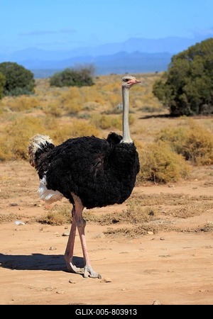 South African ostrich (Struthio camelus australis), adult, male, Oudtshoorn, Little Karoo, South Africa, Africa-stock-foto