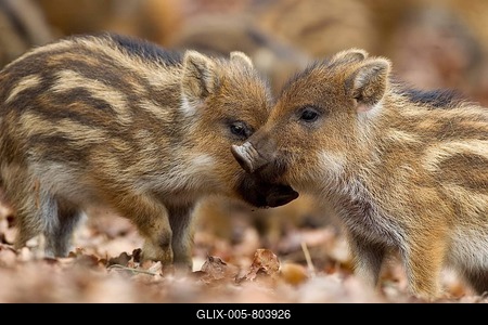 Wild boars (Sus scrofa), shoats, Wildpark Vulkaneifel wildlife park, Rhineland-Palatinate, Germany, Europe-stock-foto