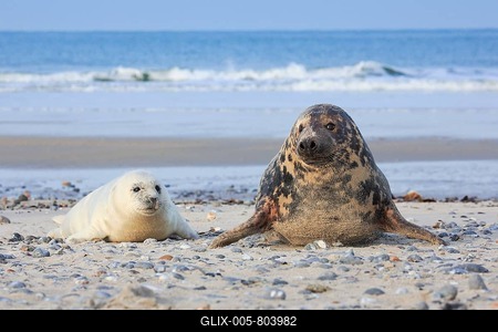 Grey seal (Halichoerus grypus), Insel Düne, Helgoland, Germany-stock-foto