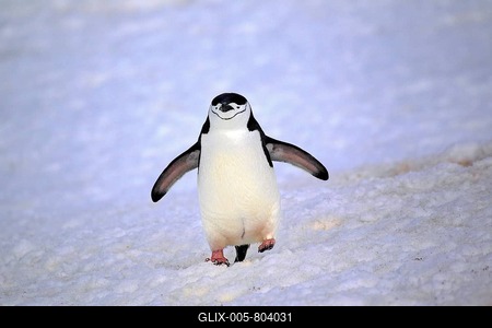 Chinstrap Penguin (Pygoscelis antarctica), adult, spread wings, Brown Bluff, Antarctica-stock-foto